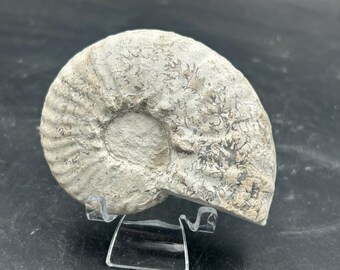 3.5” Cretaceous Mortoniceras Sp. Texas Fossil Ammonite, Denison TX, NICE Sutures! With stand