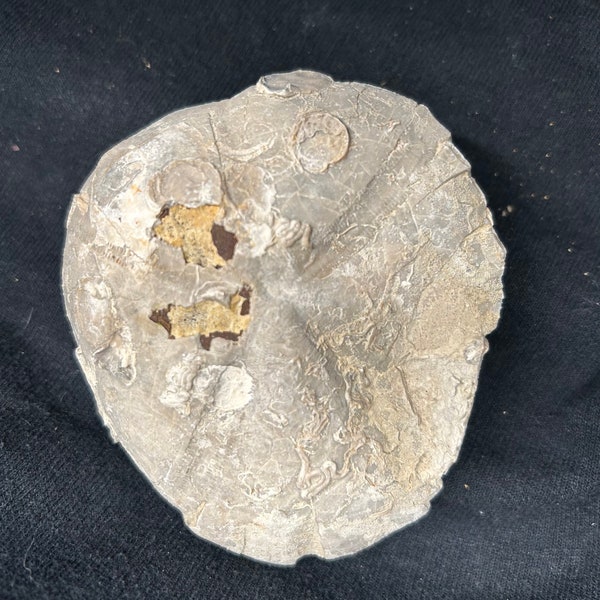 BIG 3.5” macraster sp Texas fossil echinoid, Cretaceous dinosaur age sea urchin from Fort Worth, Texas! Worm tubes and oysters visible!