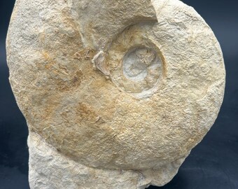 8.75” diameter Texas Fossil Ammonite with natural base! Eopachydiscus Marcianus from the Duck Creek formation- Fort Worth, TX!