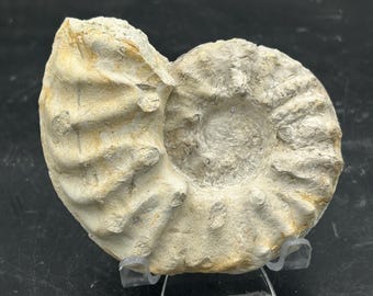 Approx 4” Cretaceous Mortoniceras (angolaites) Drakei Texas Fossil Ammonite (with stand)!