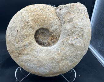 GIANT 14.8” diameter Texas Fossil Ammonite, Eopachydiscus Marcianus! Professionally prepped from the Duck Creek formation in Fort Worth, TX!