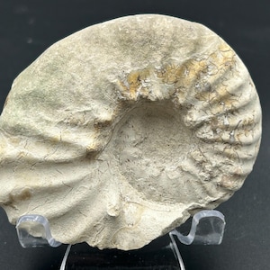 Ammonite fossile del Cretaceo del Texas, risalente all'età dei dinosauri, preparata professionalmente, diametro 3,5", belle suture!