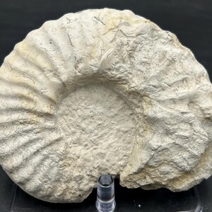 Ammonite fossile dell'era dei dinosauri del Cretaceo del Texas, preparata professionalmente, mortoniceras sp., diametro 5", belle suture!