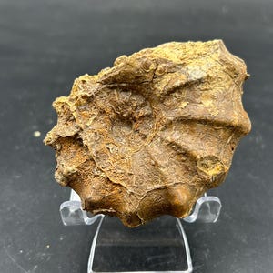 RARO ARTICOLO DA COLLEZIONE - Ammonite fossile del Texas, risalente al tardo Cretaceo, età dei dinosauri, specie Calycoceras, diametro 3", bei setti!