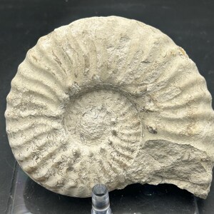Ammonite fossile dell'era dei dinosauri del Cretaceo del Texas, entrambi i lati preparati professionalmente, mortoniceras (drakeoceras) da 5 pollici di diametro, belle suture!