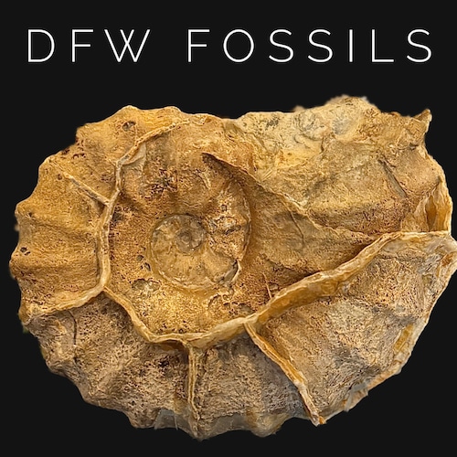 エオティニテス　アンモナイト　Eothinites エオチニテス エオティニテス アンモナイト Eothinites エオチニテス アンモナイト3