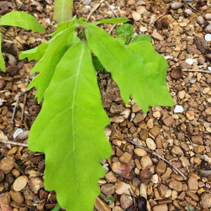May include: A close-up of a young oak tree sapling with bright green leaves. The leaves have a distinctive lobed shape. The sapling is surrounded by small pebbles, acorns, and other organic matter.