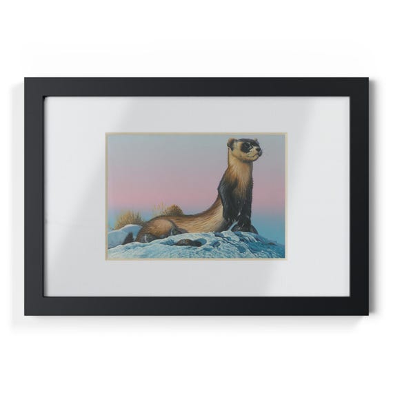 Stoic Otter Framed Print | Black Frame