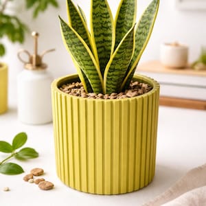 Peut inclure: Plante serpent dans un pot en céramique jaune à rayures verticales. Les feuilles sont vertes et jaunes. Le pot est rempli de petits galets bruns. Un brumisateur blanc et d'autres plantes sont en arrière-plan.