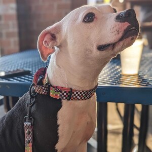 May include: A white and black pit bull terrier dog wearing a colorful patterned collar with a black leash attached. The dog is looking up and to the right.