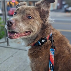 May include: A brown and white dog with a happy expression wearing a blue and red striped collar and leash with the text "Off Leash" on it.