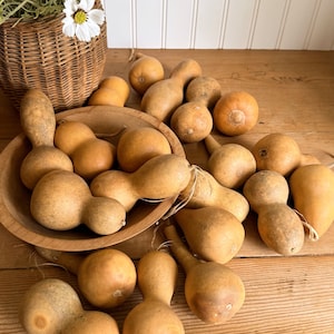 Vintage Real Dried Gourds, Set of 5, Fall Decor, Primitive Decor