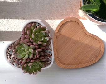 Vaso per piante da interno a forma di cuore / Simpatico vaso per piante grasse da interno con base in legno / Fioriera da interno minimalista come regalo per la mamma per la festa della mamma / Amore