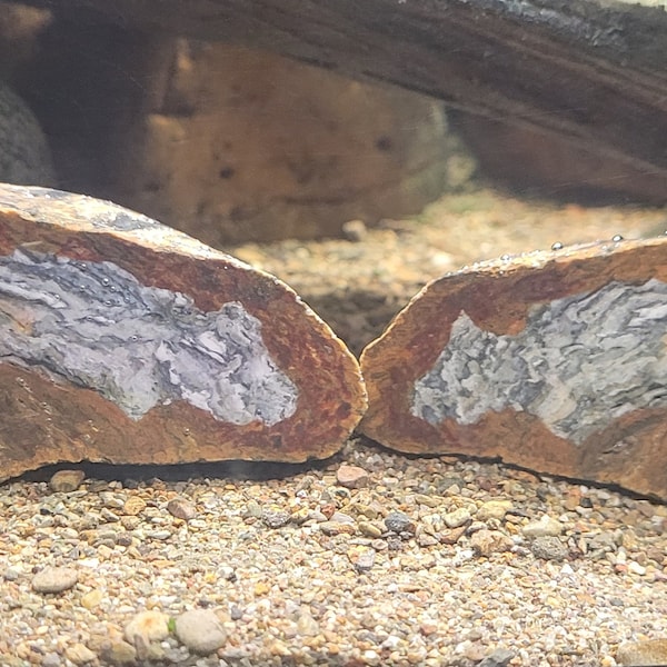 Aquarium Decor Petrified Wood- 2 matched pieces, Chalcedonized wood with inclusions, hand cut/semi-polished, 6.9oz, 3.5"x1.75"x1.25"