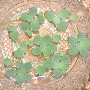 Dwarf Water Lettuce- 6 plants (medium with offshoots), top-quality, fast-growing, floating aquarium plants.