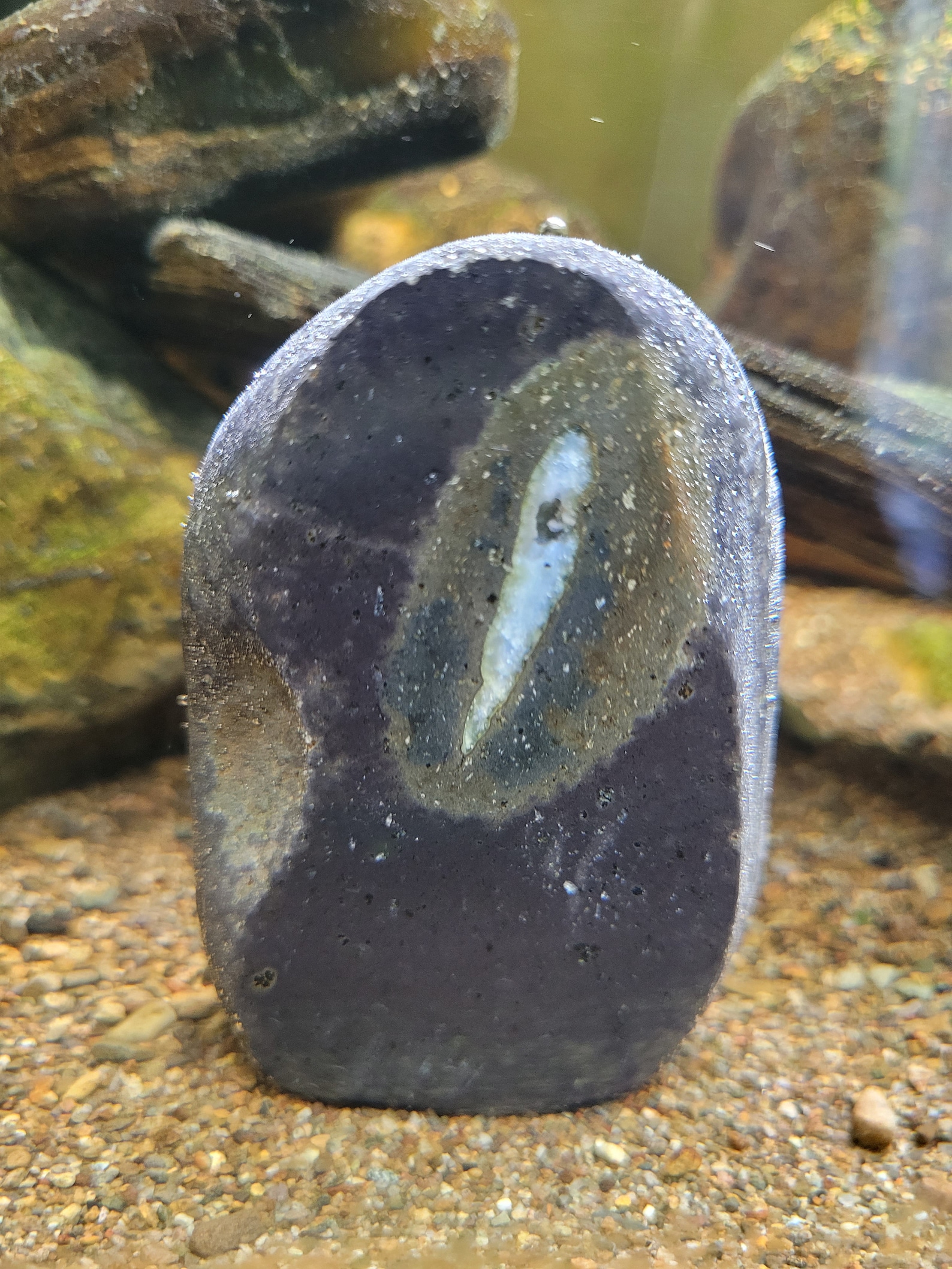 Aquarium Decor Stone Cut Basalt, Quartz Inclusion, Micro Geode, Hand ...