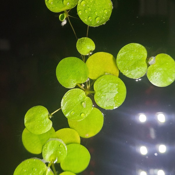 Amazon Frogbit- 20 leaves, Two clusters plus doubles and single leaves for a total of 20 minimum leaves.