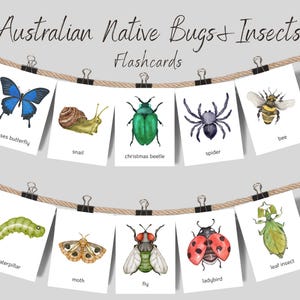 May include: A set of Australian Native Bugs & Insects flashcards hanging on two ropes with black clips. The cards feature watercolor illustrations of a butterfly, snail, beetle, spider, bee, caterpillar, moth, fly, ladybird, and leaf insect with labels.