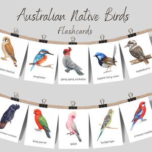 Australische Ureinwohner Vogel Lernkarten, Australische Vögel Lernkarten, Homeschool Vorschullehrer Ressourcen PDF