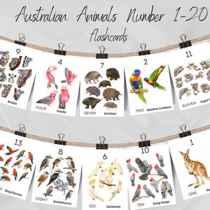 Może przedstawiać: Zestaw kart edukacyjnych Australian Animals Number 1-20 zawieszonych na sznurku za pomocą czarnych klipsów. Każda karta zawiera akwarelowe ilustracje zwierząt, takich jak koale, kakadu różowe, kolczatki, lorysy, lotopałanki i kangury.
