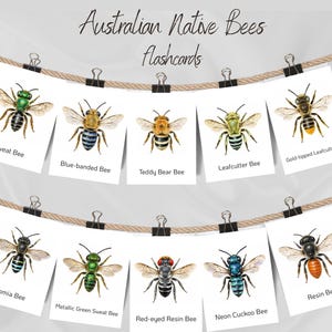 Puede incluir: Un conjunto de diez tarjetas blancas tituladas Australian Native Bees flashcards, colgadas de dos cuerdas de yute con clips de metal negro. Cada tarjeta presenta una ilustración detallada de una abeja con su nombre impreso debajo, incluyendo Sweat Bee, Blue-banded Bee, Teddy Bear Bee, Leafcutter Bee, Gold-tipped Leafcutter Bee, Nomia Bee, Metallic Green Sweat Bee, Red-eyed Resin Bee, Neon Cuckoo Bee y Resin Bee.