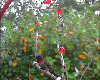Bird Feeding