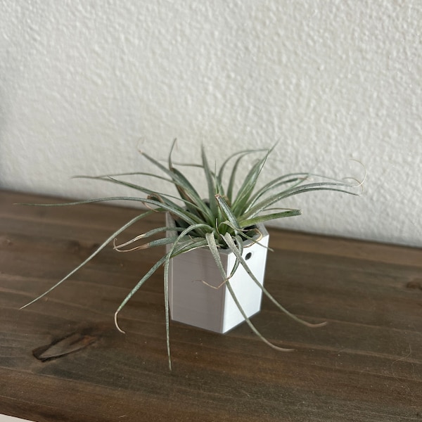 Modern Plant Pot