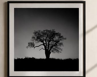 Lámina con silueta de árbol solitario / Arte mural de naturaleza en blanco y negro (descarga digital)
