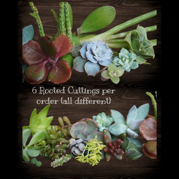 Pack of 6 Rooted Succulent Cuttings