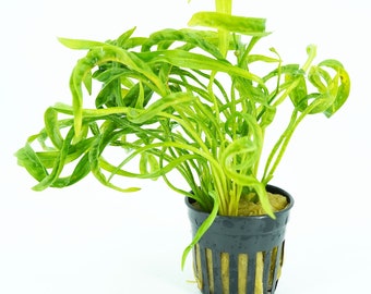 GreenproAquatic | Echinodorus Vesuvius Potted Live Decorations Freshwater Tank Fish Aquarium Plants for Aquatic Background