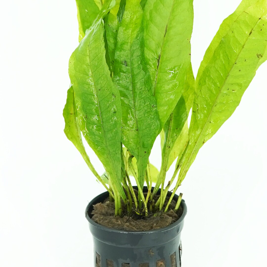 Buy2get1free Microsorum Pteropus Java Fern L Potted Live Aquariums ...