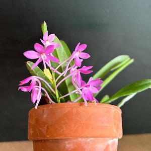 May include: A potted orchid plant with vibrant pink flowers and green leaves. The flowers have delicate petals and are arranged on slender stems. The plant is in a terracotta pot, set against a dark background.