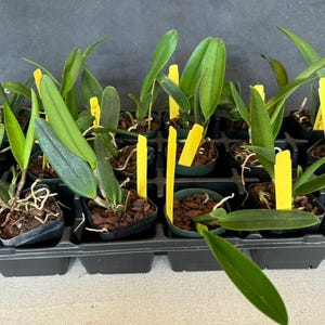May include: A tray of small potted plants with green leaves. The plants are labeled with yellow tags.