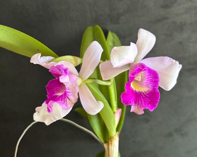 Cattleya Alliance Lc. Aiea Lorraine Orchid
