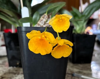 Blooming size Dendrobium jenkinsii x sib live orchid species miniature plant