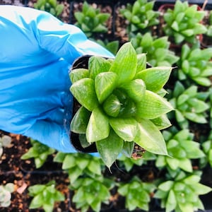 haworthia cymbiformis VAR succulent live plants