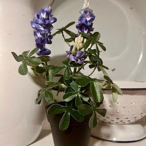 May include: A small potted plant with blue and white flowers and green leaves. The plant is in a black pot.