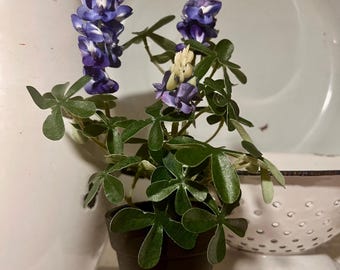 Faux Bluebonnet Bush: Realistic Floral Arrangement in 3-Inch Pot