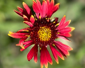 Anuncio privado de Michelle Greenery y Queen Anne’s Lace, decoración de repisa de verano, guirnalda patriótica con pincel indio, chimenea