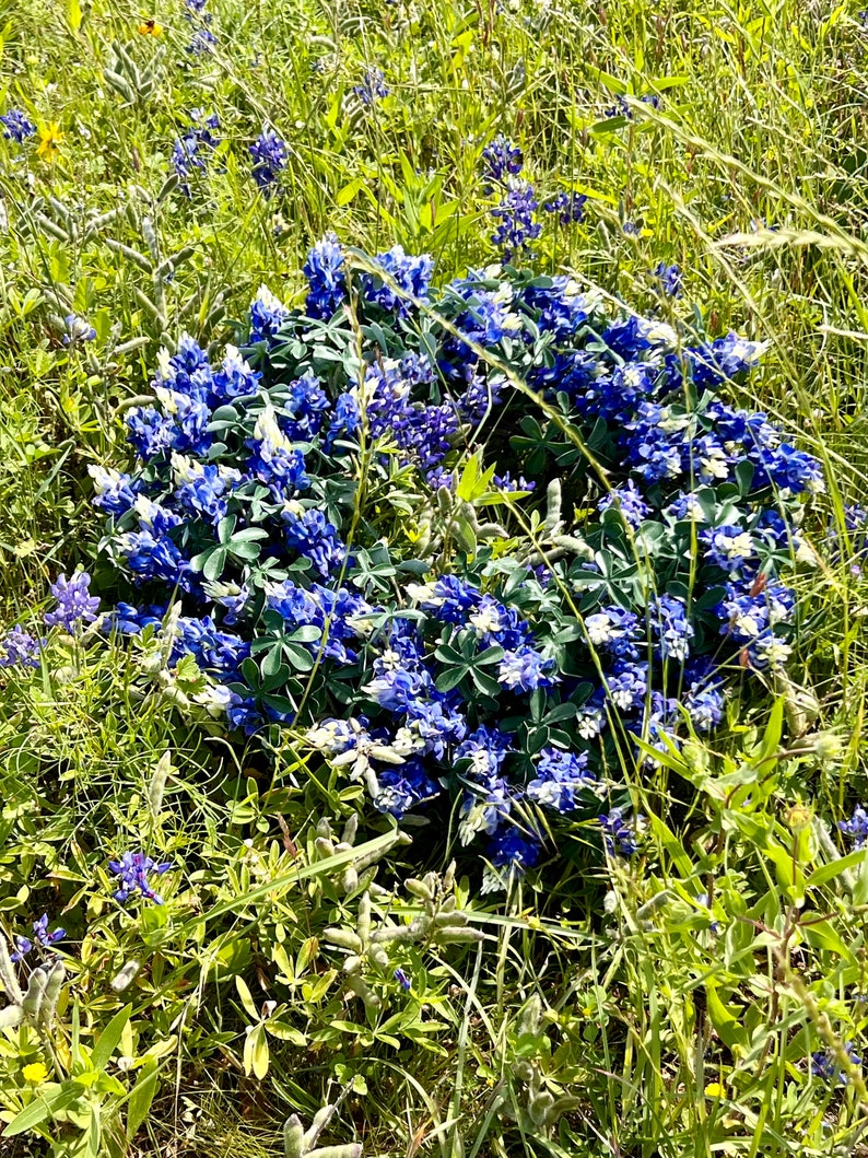 Texas Every Day Yearround Wreath for Your Porch or Home Decor. the Very Realistic