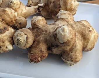 5 Extra Large High Yield Tubers for Spring Planting. Fresh, ORGANIC. Jerusalem Artichoke, Sunroot. No Pests. Easy Perennial. Fast Shipping.