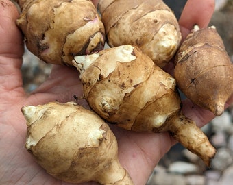 FLASH SALE!!! 5 Big No Maintenance, High Yield Tubers for Spring Planting. Fresh, ORGANIC. Jerusalem Artichoke, Sunroot. No pest perennial.