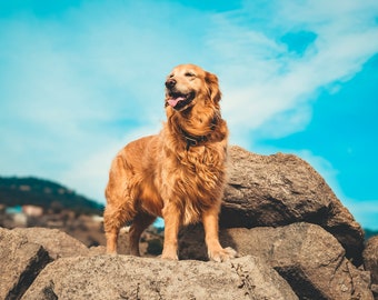 Message from a Golden Retriever 1 of 1