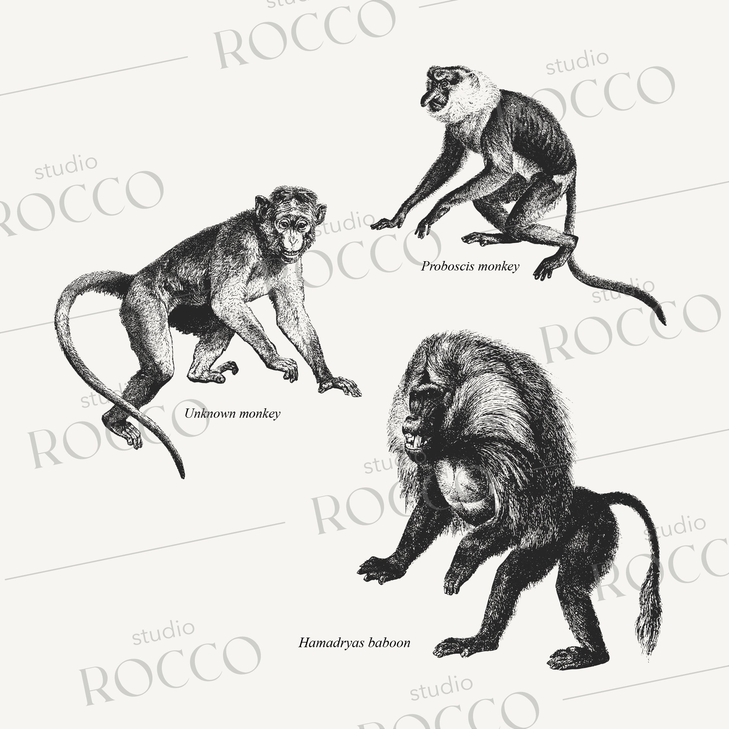 19th Century Monkeys Vector Illustration Collection 15 Hand-drawn Pen