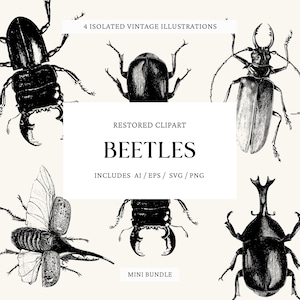 May include: Four isolated vintage illustrations of beetles in black and white. The image features the text "RESTORED CLIPART BEETLES" and "INCLUDES AI/EPS/SVG/PNG". The words "4 ISOLATED VINTAGE ILLUSTRATIONS" and "MINI BUNDLE" are also present.