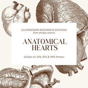 May include: Anatomical hearts illustration in sepia tones. The image features detailed drawings of human hearts, with text that reads "Illustrations Restored & Digitized from antique sources" and "ANATOMICAL HEARTS". Includes AI, EPS, SVG & PNG formats.