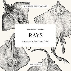 May include: Vintage illustrations of rays in black and white. The image features four detailed drawings of different ray species, with the text "RAYS" and "RESTORED CLIPART". The image also includes the text "4 VINTAGE ILLUSTRATIONS" and "MINI BUNDLE".