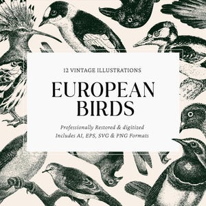 European Garden & Forest Birds – 12 Vintage Illustrations | Ai, Eps, Svg, Png | Commercial Use | Botanical Clipart | Instant Download