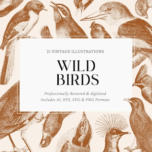 Wild Birds Clipart – 21 Vintage Bird Illustrations | Ai, Eps, Svg, Png | Exotic Species from Around the World | Instant Download