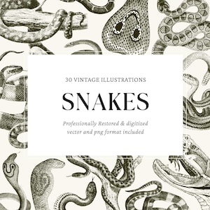 Gravures de serpents vintage – 30 illustrations vectorielles PNG et SVG pour l'artisanat, le graphisme et le bricolage
